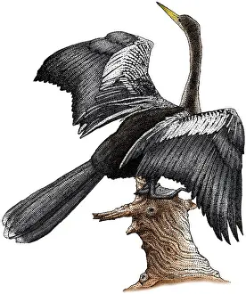 Anhinga Bird Drucke: Anhinga