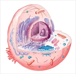 Animal Cell Structure Drucke: Animal Cell