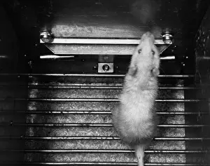 Animal Testing, Aversion Research