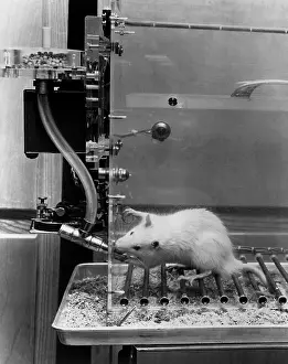 Scientific Research Methods Drucke: Animal Testing, Behavioral Research