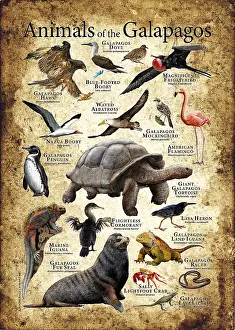 Endangered Species Art Drucke: Animals of The Galapagos