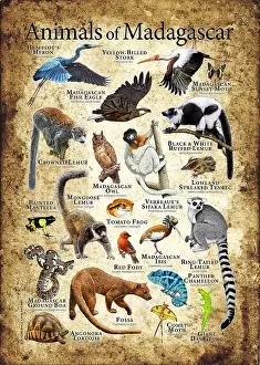 Endangered Species Artwork Drucke: Animals of Madagascar