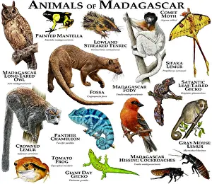 African Animals Drucke: Animals of Madagascar