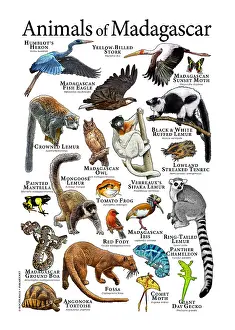 African Wildlife Prints Drucke: Animals of Madagascar
