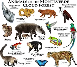 Tiere der Monteverde-Wolkenwaldes