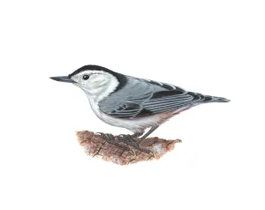 Animal Illustrations Drucke: Nuthatch