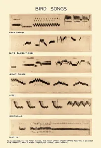 Drucke von Spektrogramme verschiedener Vögelstimmen. Von oben nach unten: Waldschnepfe, Olivenschwanzdrossel, Sumpfammer, Veery, Nachtschwalbe und Hahn Nachtigall Drucke: Spectrogramm von Vogelgesängen