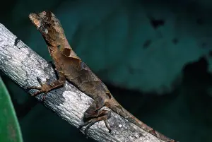 Ecuador Rainforest Animals Drucke: Anolis Lizard, Ecuador