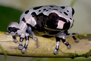 Central American Frogs Drucke: Anotheca spinosa
