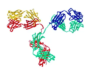 Molecular Biology Models Drucke: Antibody, Molecular Model