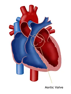 Cardiovascular System Diagrams Drucke: Aortic Valve