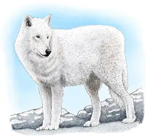 American Wildlife Art Drucke: Arctic Wolf