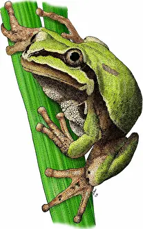 Arizona-Eichhörnchenfrosch