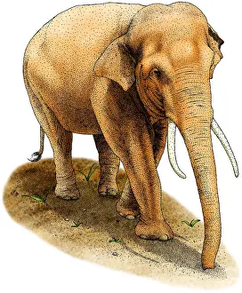Asian Elephant Pictures Drucke: Asian Elephant