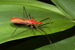 Amazon Rainforest Animals Drucke: Assassin Bug