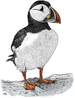 Atlantischer Puffin