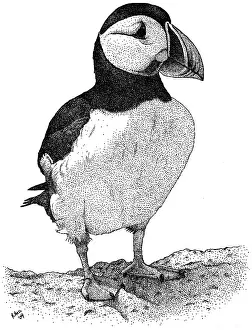 Black And White Bird Art Drucke: Atlantic Puffin