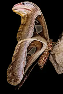Southeast Asian Insects Drucke: Atlas Moth