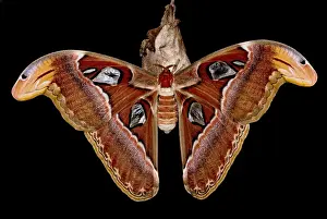 Southeast Asian Insects Drucke: Atlas Moth