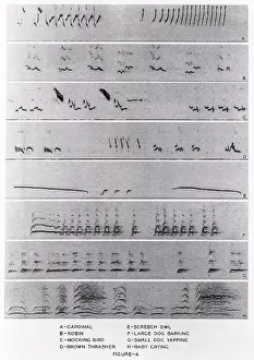 Audiospektrogramme