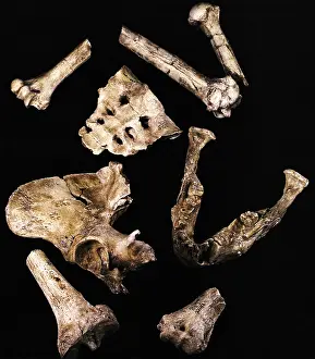 Australopithecus Afarensis Drucke: Australipithecus Afarensis