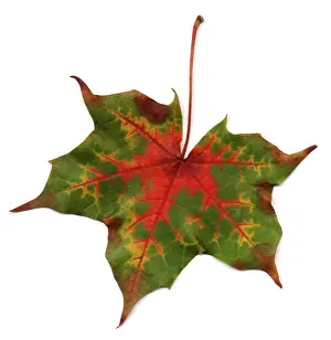 Herbstblatt