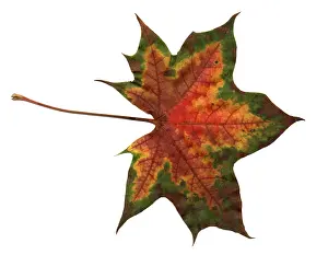 Autumn Colored Leaves Drucke: Autumn Leaf