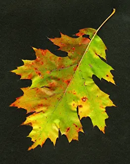Studio Plant Photography Drucke: Autumn Oak Leaf