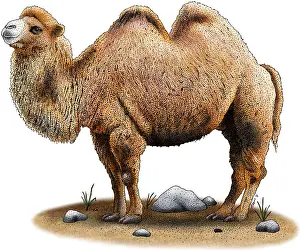 Gobi Desert Animals Drucke: Bactrian Camel