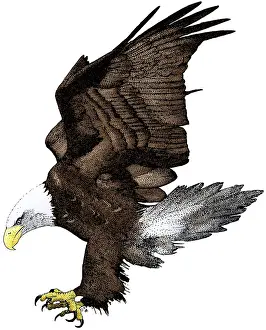 Haliaeetus Leucocephalus Images Drucke: Bald Eagle