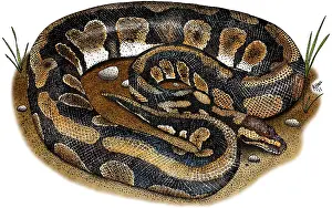 Wildlife Illustration Drucke: Ball Python