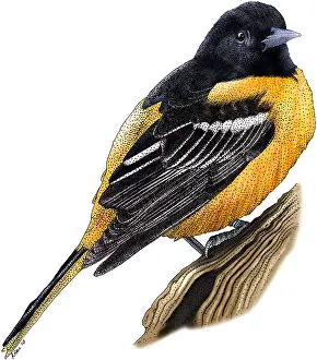 Passerine Bird Species Images Drucke: Baltimore Oriole