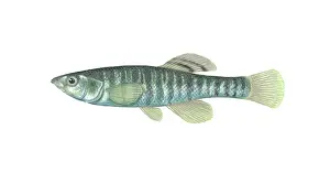 Freshwater Aquatic Animals Drucke: Banded Killifish