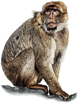 African Mammal Pictures Drucke: Barbary macaque