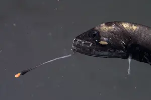 Barbeled Dragonfish
