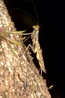 Central America Insects Drucke: Bark Mantid