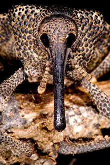 Arthropod Wildlife Photos Drucke: Bark Weevil