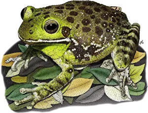 American Wildlife Art Drucke: Barking Tree Frog