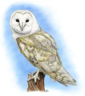 Avian Wildlife Photography Drucke: Barn Owl