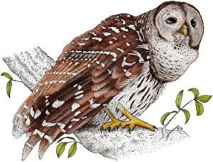 Sperlingskauz