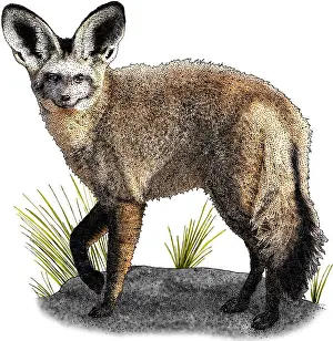 African Wildlife Art Drucke: Bat Eared Fox