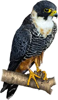 Bird Of Prey Artwork Drucke: Bat falcon