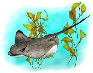 Ocean Wildlife Art Drucke: Bat Ray