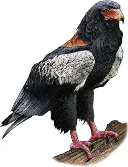 Bateleur