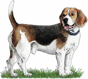 Canis Familiaris Pets Drucke: Beagle