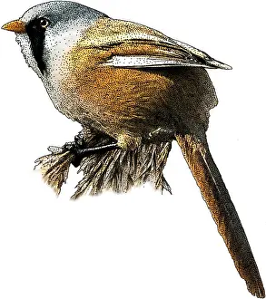 European Bird Art Drucke: Bearded Reedling