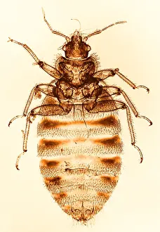 Close Up Insect Images Drucke: Bedbug, light micrograph