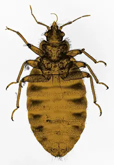 Kleinwurm, Lichtmikroskopie