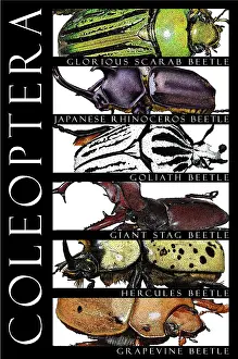 Stag Beetle Illustration Drucke: Beetles, Poster