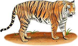 Wildlife Mammal Images Drucke: Bengal Tiger